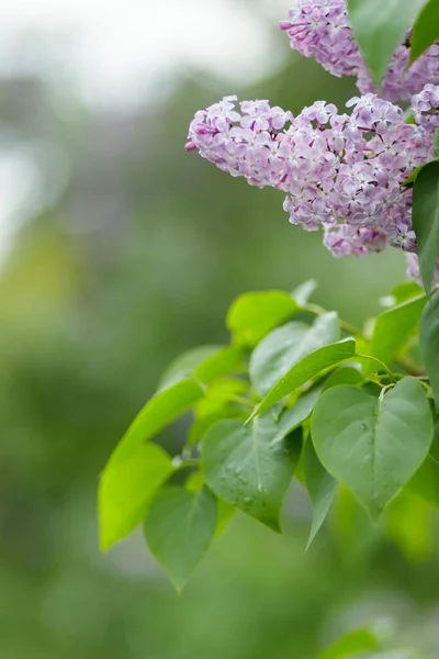 Blooming Lilac Bush Purple Flowers Spring Branch Violet Lilac Blossoming — Stock Photo, Image