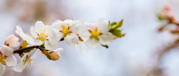 Cherry Blossom Branches Spring Garden Spring Concept — Stockfoto