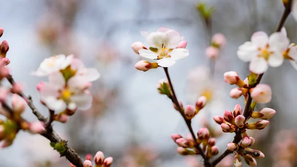 Ramas Flores Cerezo Jardín Primavera Concepto Primavera — Foto de Stock