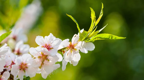 Cherry Blossom Branches Spring Garden Spring Concept — Foto de Stock