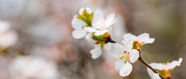 Cherry Blossom Branches Spring Garden Spring Concept — Stockfoto