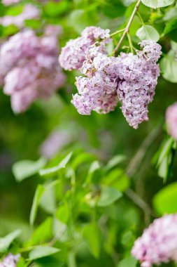 Bulanık bir arkaplanda mor leylak çiçekleri. Leylak çiçeği çiçeği. Bahar konsepti