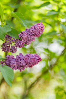 Bulanık bir arkaplanda mor leylak çiçekleri. Leylak çiçeği çiçeği. Bahar konsepti