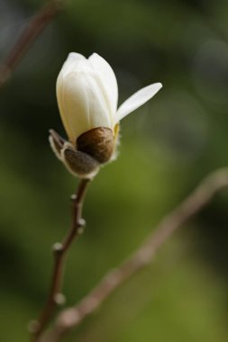 Bulanık arka planda çiçek açan manolya. Manolya çiçeği yakın plan