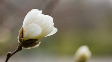Bulanık arka planda çiçek açan manolya. Manolya çiçeği yakın plan
