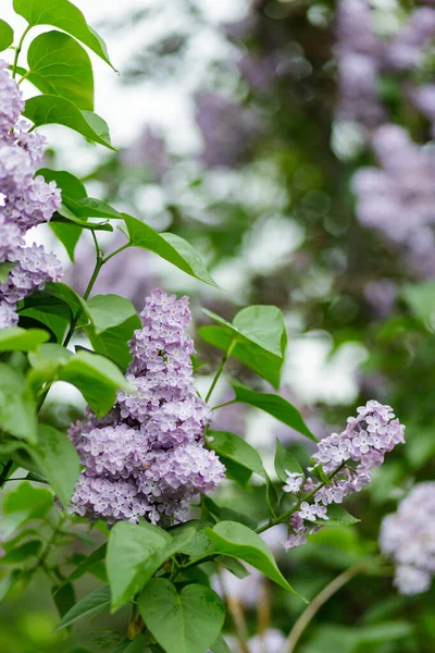 紫丁香花在模糊的背景上 丁香花 春天的概念 — 图库照片