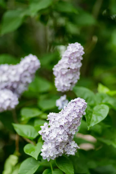 Paarse Lila Bloemen Een Wazige Achtergrond Lilac Struikbloesem Voorjaarsconcept — Stockfoto