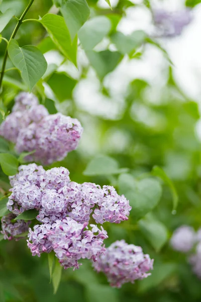 Bulanık bir arkaplanda mor leylak çiçekleri. Leylak çiçeği çiçeği. Bahar konsepti
