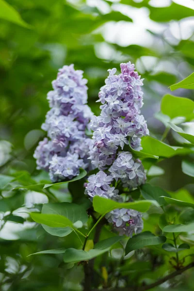 Purple Lilac Flowers Blurred Background Lilac Bush Blossom Spring Concept — Stock Photo, Image