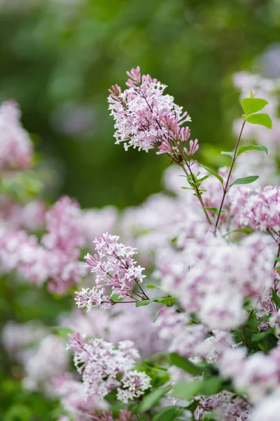 Purple Lilac Flowers Blurred Background Lilac Bush Blossom Spring Concept — Stock Photo, Image