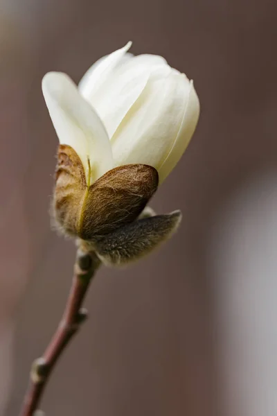 Ανθισμένη Μανόλια Ένα Θολό Φόντο Μανόλια Λουλούδι Close — Φωτογραφία Αρχείου