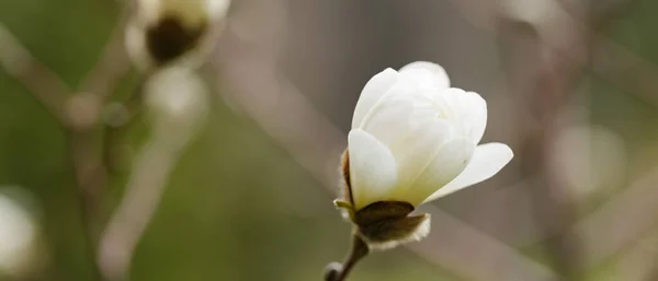 Magnolia Floreciente Sobre Fondo Borroso Flor Magnolia Primer Plano — Foto de Stock