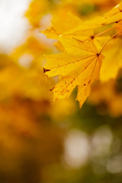 Yellow Maple Leaves Blurred Background Autumn Fall Background Maple Leaves — Stock Photo, Image
