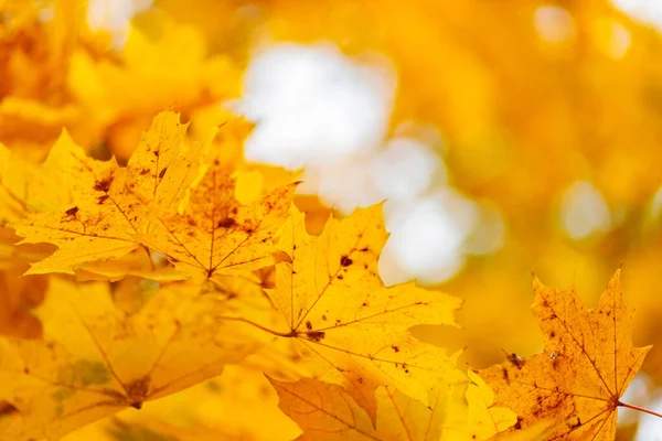 Yellow maple leaves on a blurred background. Autumn fall background with maple leaves. Copy space