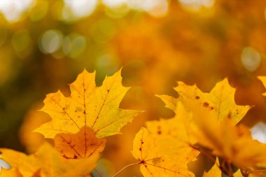 Akçaağaç yaprakları bulanık bir arkaplanda. Sarı akçaağaç yapraklı sonbahar arkaplanı. Sonbahar konsepti. Boşluğu kopyala