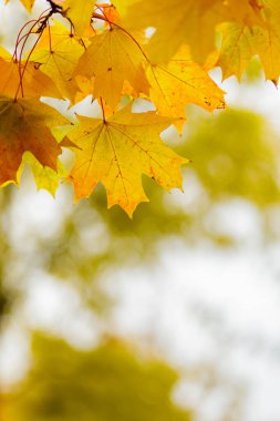 Akçaağaç yaprakları bulanık bir arkaplanda. Sarı akçaağaç yapraklı sonbahar arkaplanı. Sonbahar konsepti. Boşluğu kopyala