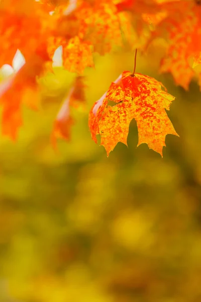 红色橘红色枫叶的背景模糊不清 秋天的背景 枫叶五彩斑斓 复制空间 — 图库照片