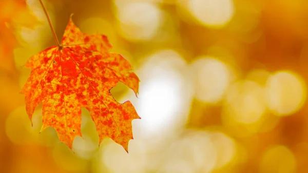 Red Orange Maple Leaves Blurred Background Autumn Background Colorful Maple — Stock fotografie