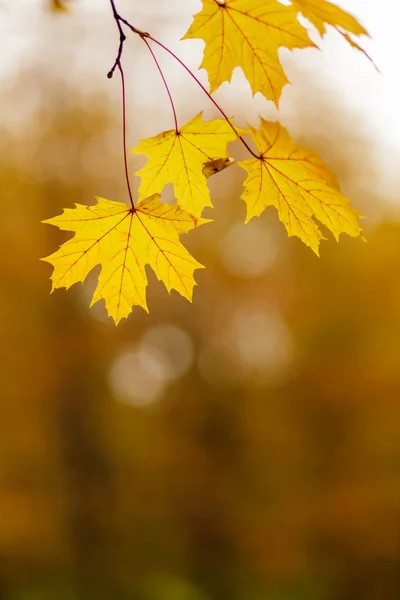 Žluté Javorové Listy Rozmazaném Pozadí Podzimní Podzimní Pozadí Javorovými Listy — Stock fotografie
