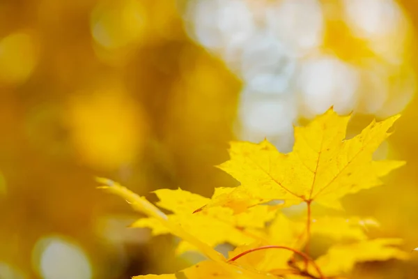 Hojas Arce Amarillo Sobre Fondo Borroso Otoño Caída Fondo Con —  Fotos de Stock