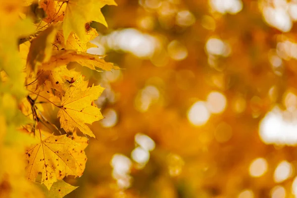 Желтый Клен Листья Размытом Фоне Осенний Осенний Фон Кленовыми Листьями — стоковое фото