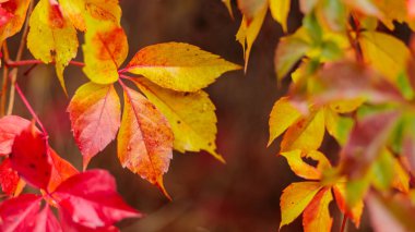 Sonbaharda çok renkli yabani üzüm yaprakları. Parthenoc ssus quinquefolia 'nın (Virginia sürüngeni) kırmızı ve yeşil yaprakları. Sonbahar doğal arka planı