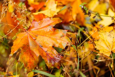 Sarı akçaağaç yaprakları yerde, yakın plan. Sonbahar arkaplanı düşmüş akçaağaç yapraklarıyla. Boşluğu kopyala