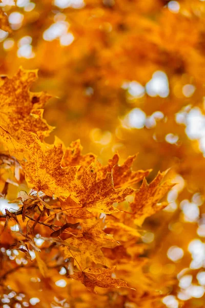 Yellow Maple Leaves Branches Autumn Nature Background Maple Tree Leaves — ストック写真