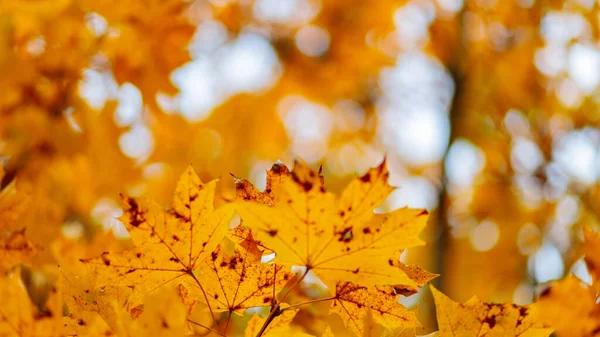 Yellow Maple Leaves Branches Autumn Nature Background Maple Tree Leaves — стоковое фото