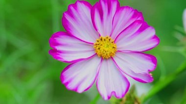 White and pink Cosmos flowers (Cosmos Bipinnatus) swaying in the wind. Beautiful Cosmos Flower blooming in the field. Pink-white flowers of Cosmos Bipinnatus close-up