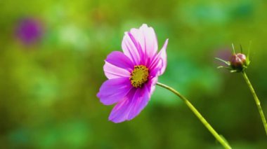 White and pink Cosmos flowers (Cosmos Bipinnatus) swaying in the wind. Beautiful Cosmos Flower blooming in the field. Pink-white flowers of Cosmos Bipinnatus close-up