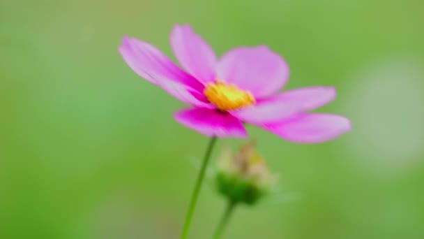 White Pink Cosmos Flowers Cosmos Bipinnatus Swaying Wind Beautiful Cosmos — стоковое видео