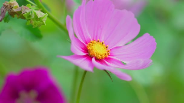 Білі Рожеві Квіти Космос Cosmos Bipinnatus Гойдаються Вітрі Полі Цвіте — стокове відео