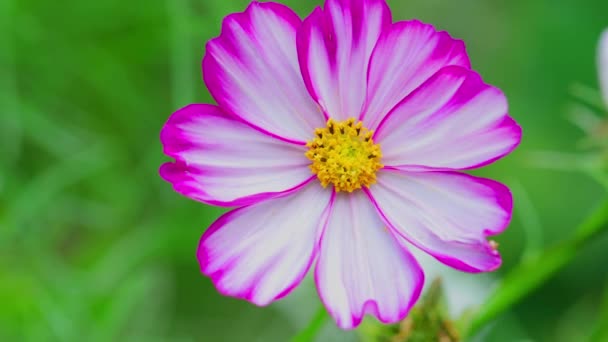 White Pink Cosmos Flowers Cosmos Bipinnatus Swaying Wind Beautiful Cosmos — Stok video