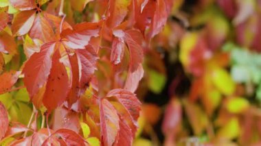 Doğanın sonbahar renkleri. Vahşi üzümlerin kırmızı yaprakları. Parthenocissus quinquefolia 'nın (Virginia sürüngeni) çok renkli yaprakları. Sonbahar konsepti
