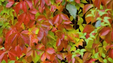 Doğanın sonbahar renkleri. Vahşi üzümlerin kırmızı yaprakları. Parthenocissus quinquefolia 'nın (Virginia sürüngeni) çok renkli yaprakları. Sonbahar konsepti