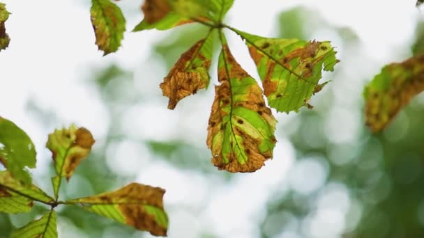 Withering Chestnut Leaves Blurred Background Swaying Autumn Leaves Bokeh Background — Video Stock