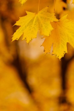 Akçaağaç yaprakları bulanık bir arkaplanda. Sarı akçaağaç yapraklı sonbahar arkaplanı. Sonbahar konsepti. Boşluğu kopyala