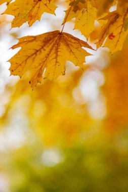 Sonbahar sarı akçaağaç dalında yapraklar. Renkli doğa geçmişi. Boşluğu kopyala