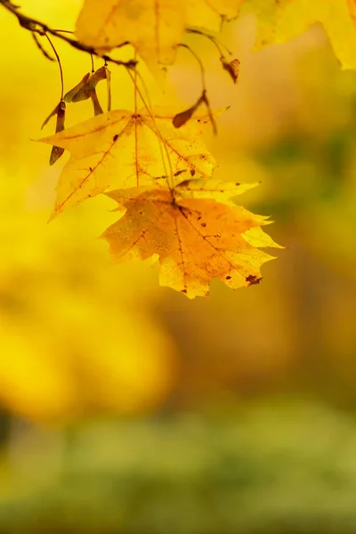Ahornblätter Auf Verschwommenem Hintergrund Herbst Hintergrund Mit Gelben Ahornblättern Herbstkonzept — Stockfoto