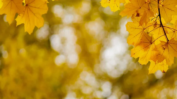 Maple Leaves Blurred Background Autumn Background Yellow Maple Leaves Autumn — Stockfoto