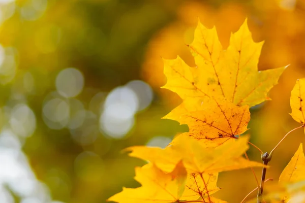 Autumn Yellow Maple Leaves Tree Branch Colorful Nature Background Copy — Stockfoto