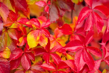 Red autumn leaves. Warm autumn background with red-orange leaves of wild grapes. Colors of autumn