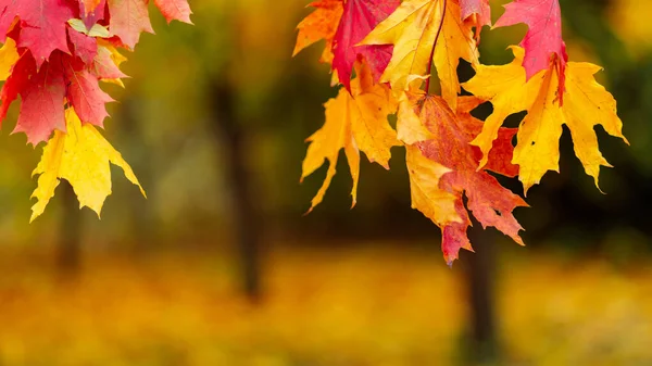 Colorful Autumn Leaves Blurred Park Background Autumnal Leaves Red Yellow — 스톡 사진