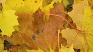 Yellow maple leaves lie on ground. Top view of autumn yellow leaves