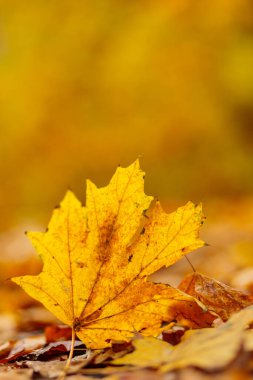 Sarı akçaağaç yaprakları yerde, yakın plan. Sonbahar arkaplanı düşmüş akçaağaç yapraklarıyla. Boşluğu kopyala