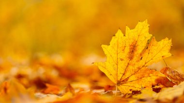 Sarı akçaağaç yaprakları yerde, yakın plan. Sonbahar arkaplanı düşmüş akçaağaç yapraklarıyla. Boşluğu kopyala