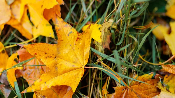 Yellow maple leaves lie on the ground, close-up. Autumn background with fallen maple leaves. Copy space