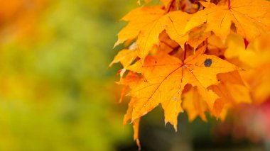 Yellow maple leaves on a blurred background. Autumn season. Copy space