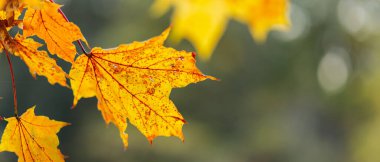 Yellow maple leaves on a blurred background. Autumn season. Copy space